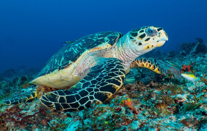 tortue