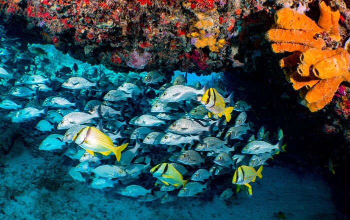 banc de poisson Mexique
