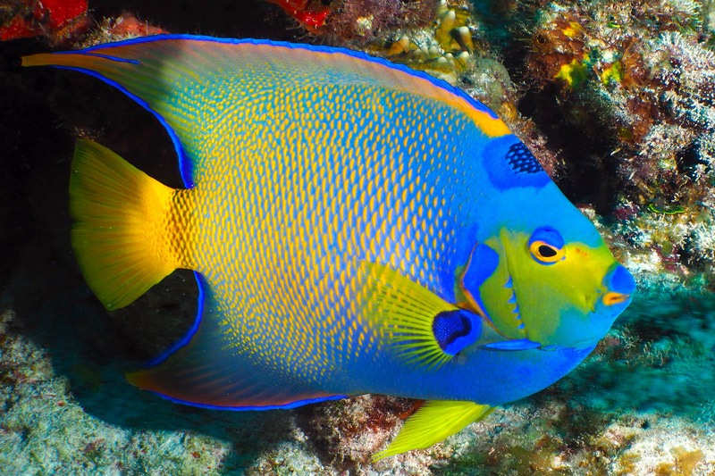 poisson mexique