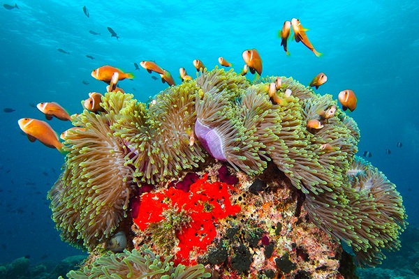 poisson Amphiprion nigripes