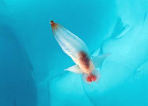 Sous les icebergs