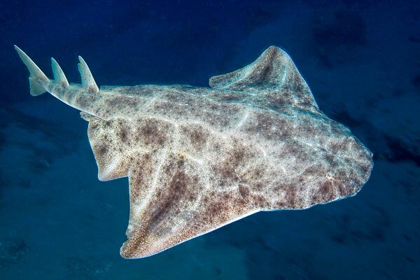 requin ange
