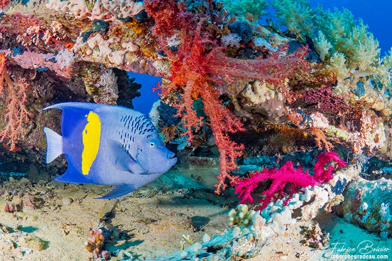 poisson ange