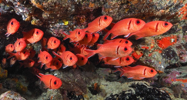 faune sous-marine sao tomé
