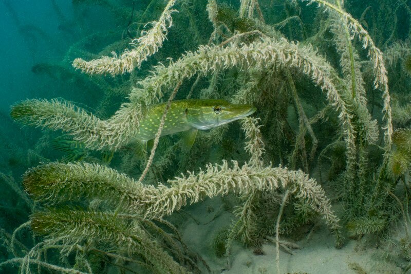 poisson d'eau douce