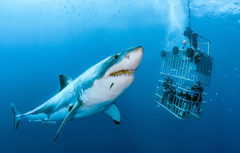cage en fer immergée avec plongeurs photographes à GUADALUPE