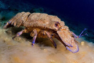 Cigale de mer