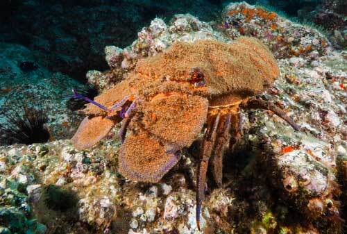 Cigale de mer