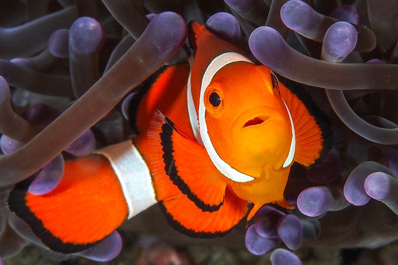 poisson clown indonésie
