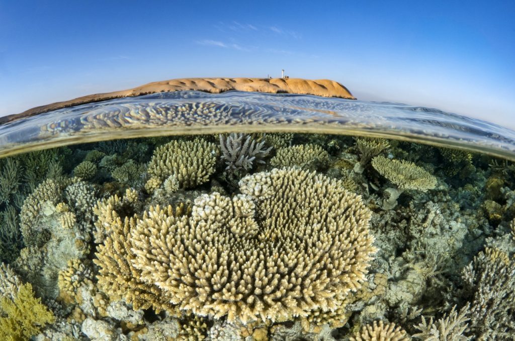 Plongée au Parc National de Ras Mohamed