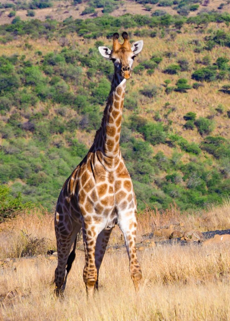 Girafe - Grande.jpeg