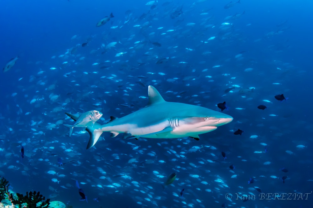 Requin gris