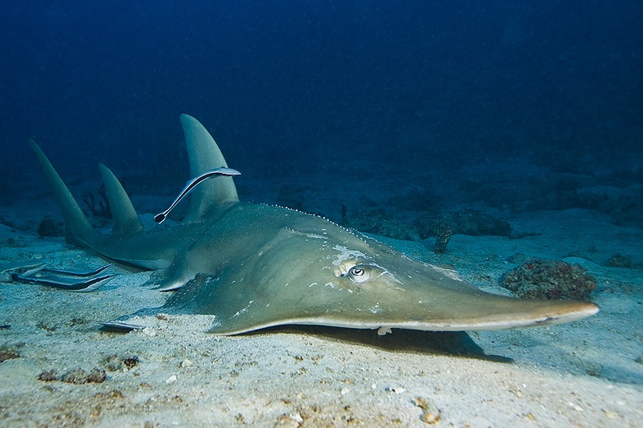requin guitare