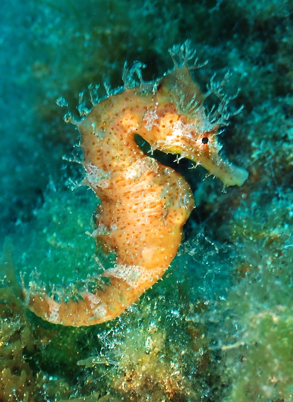 Hippocampe Jaune
