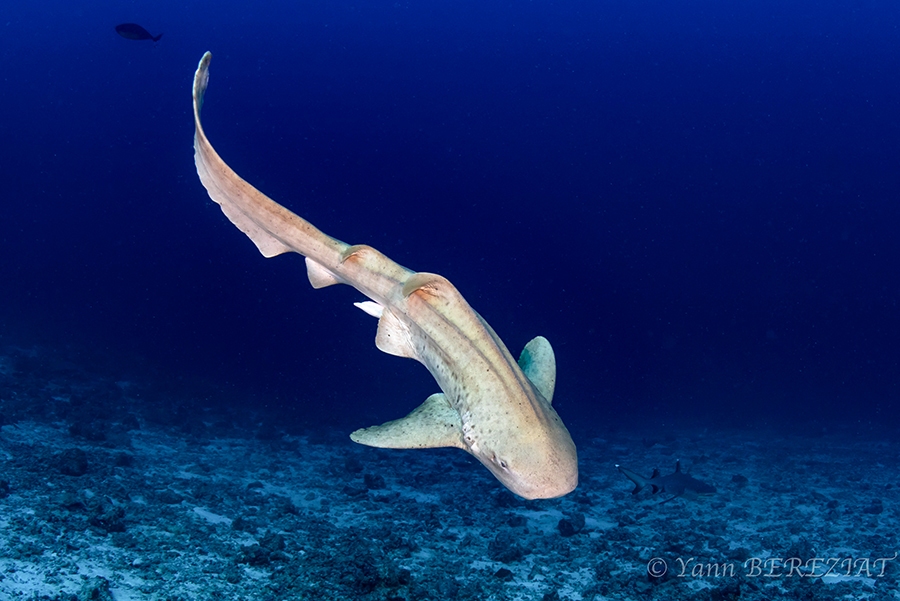 requin léopard