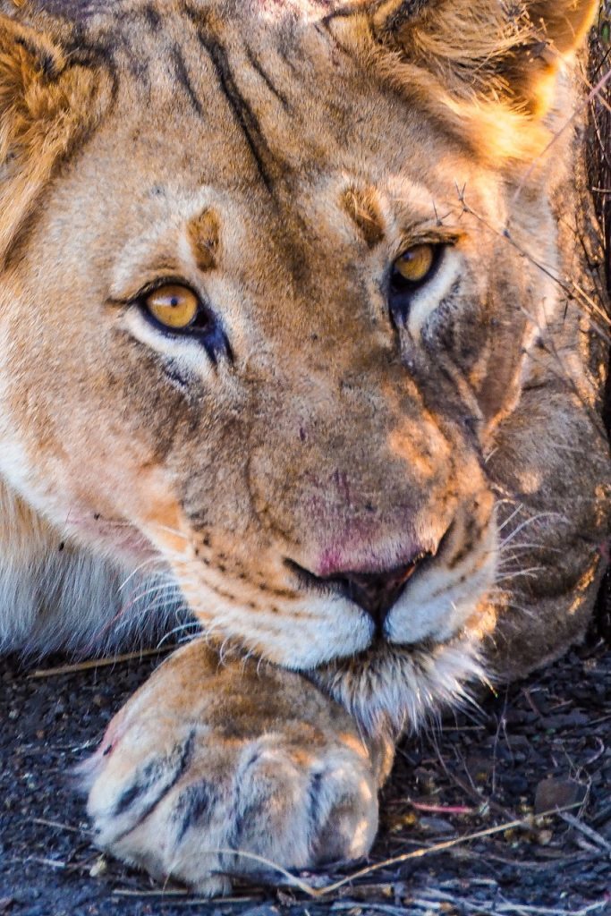 Lion - Grande.jpeg