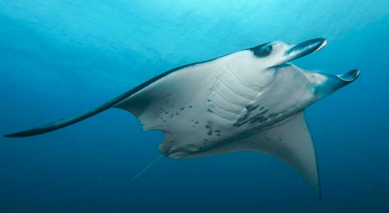 raie manta