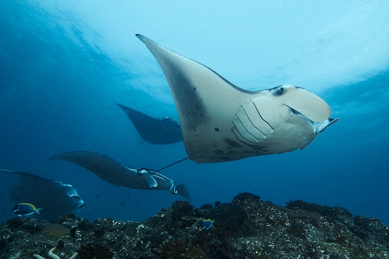 raies aux maldives