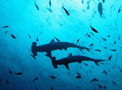 Malpelo