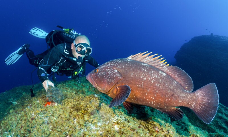 plongeur et merou