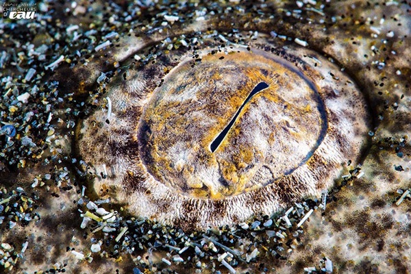 oeil de requin