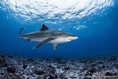 Requins