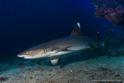 Requins