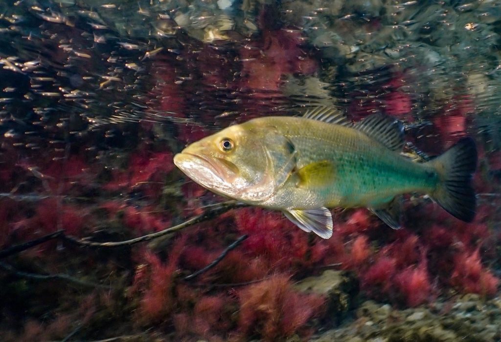 Poisson - Grande.jpeg