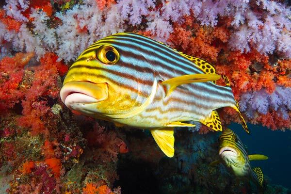 poisson aux Maldives