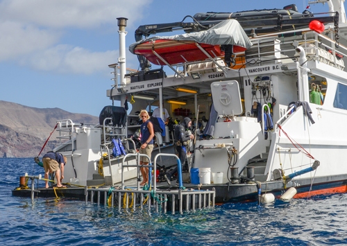 croisière à guadalupe au miliu des requins blancs