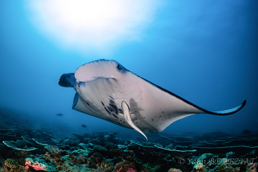 Raie manta de récif, maldives