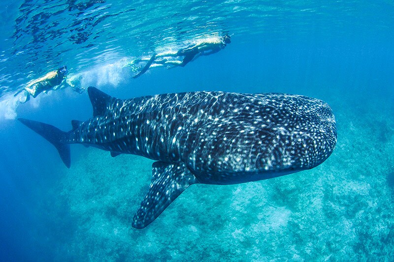 photo baleine requin