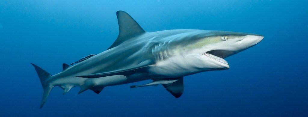 Plongée avec des requins en Afrique du Sud