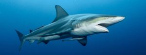 Plongée avec des requins en Afrique du Sud