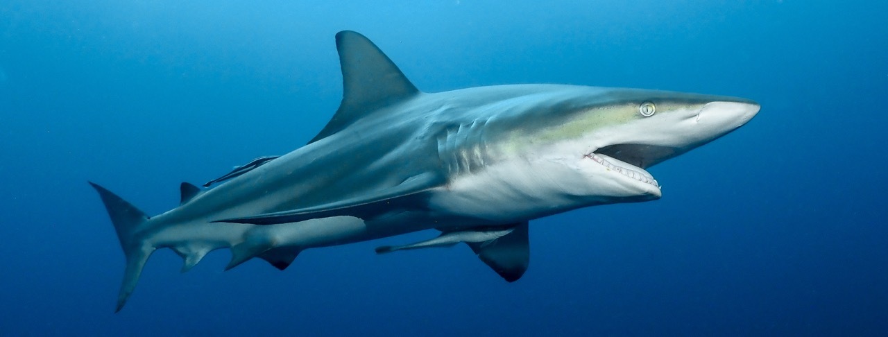 Plongée avec des requins en Afrique du Sud