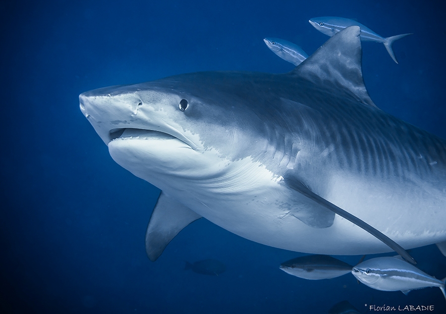 Requin tigre