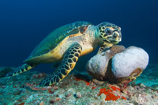 tortue aux Maldives
