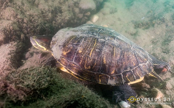 tortue du parc de la tête d'or