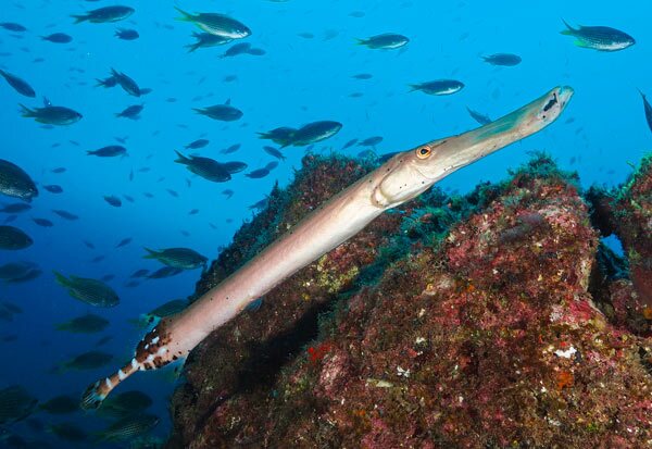 poisson trompette