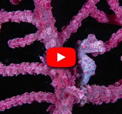 video créatures anilao
