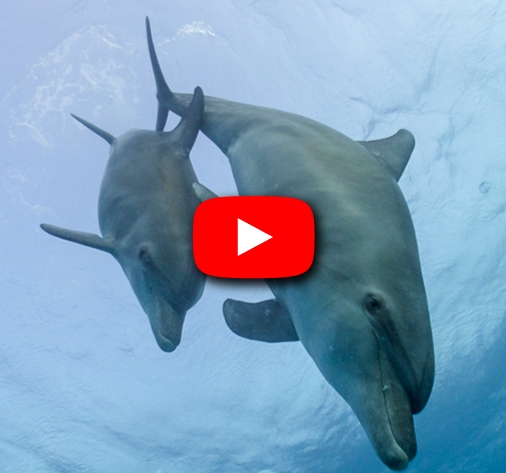 video croisière mer rouge