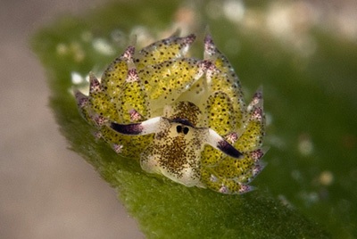nudibranche