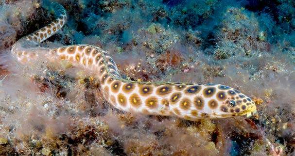 faune el hierro