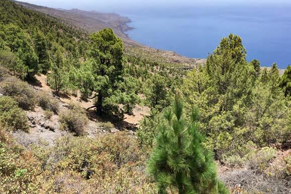 paysage el hierro