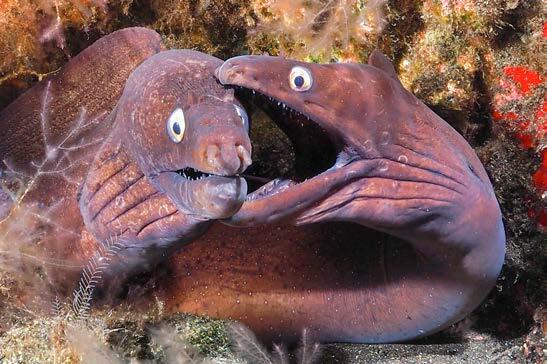 faune sous-marine el hierro