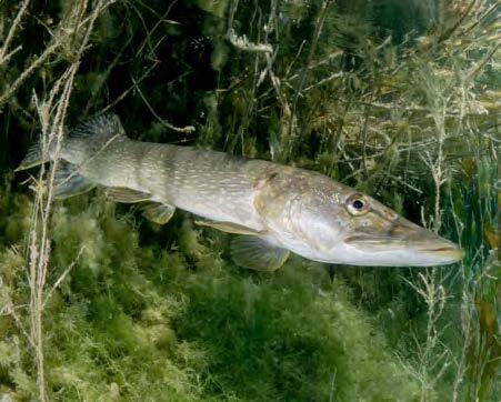 poisson lac