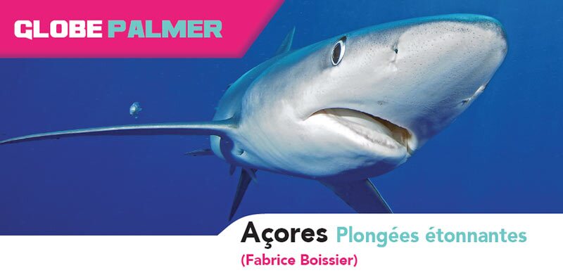 les açores plongée sous-marine requin