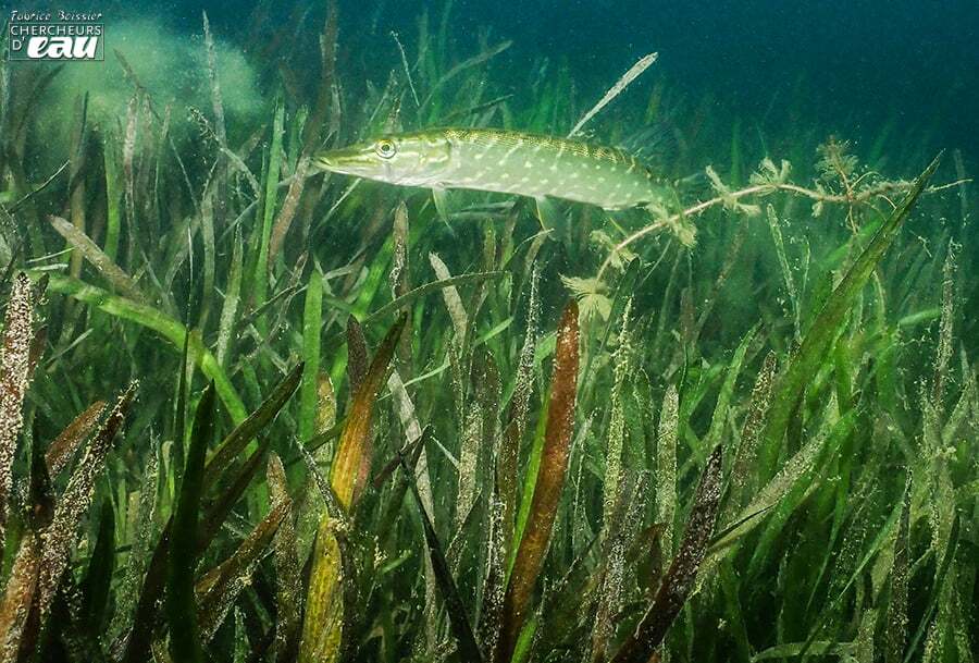 poisson lac