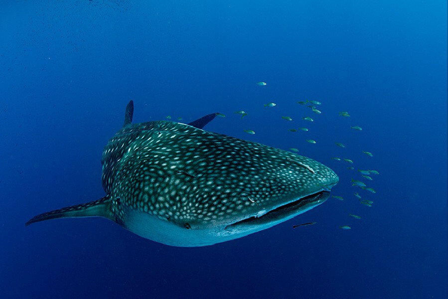 requin baleine de Madagascar