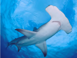 requin-marteau